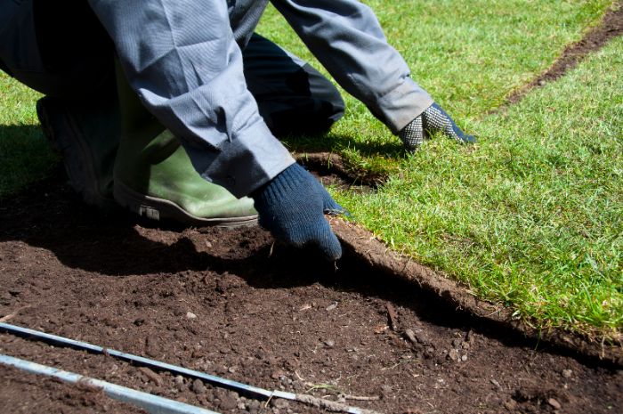 Sod being installed on dirt by Thrive Landscape Services