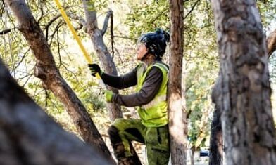 Tree removal being performed by someone at Thrive Landscape Services
