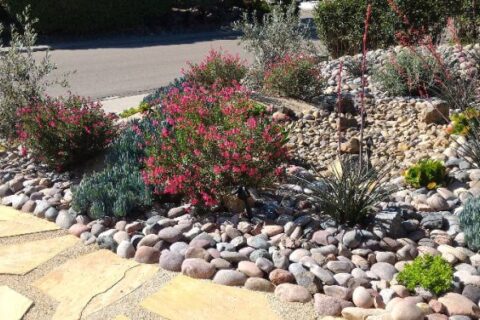 A xeriscaped yard with stones and low maintenance vegetation by Thrive Landscape Services