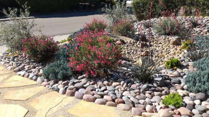 A xeriscaped yard with stones and low maintenance vegetation by Thrive Landscape Services